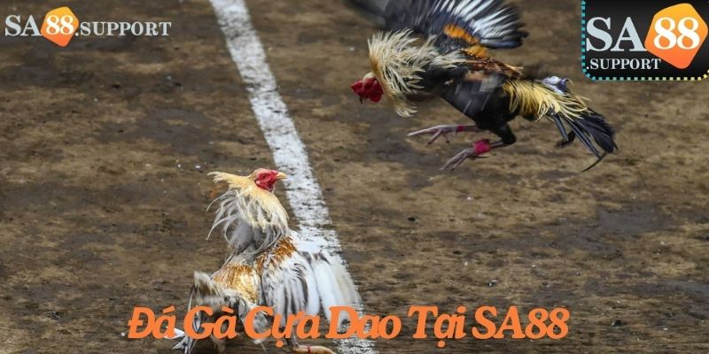 Đá gà cựa dao tại SA88