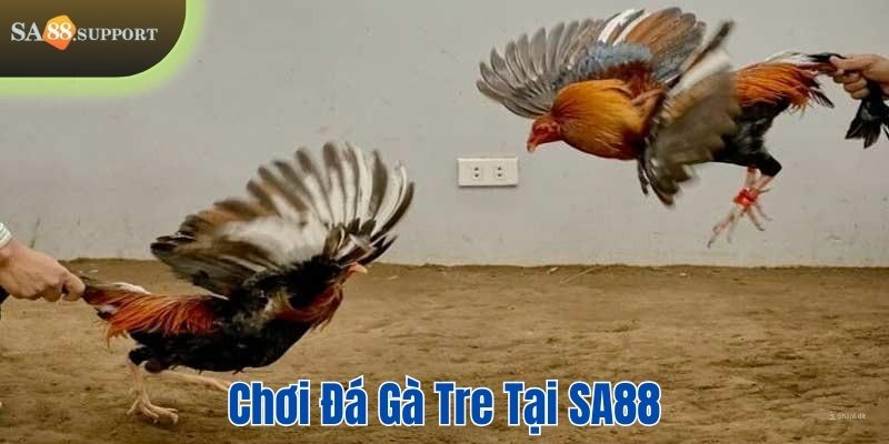 Cách chơi đá gà tre tại SA88